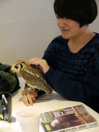 Illustration for article titled Who Thinks Japan's Owl Cafes Are a Hoot?